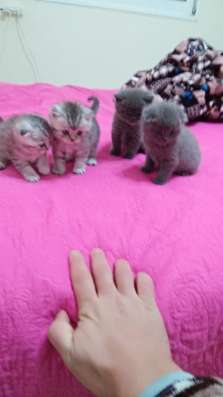 Продаю шотландских котят фото 3