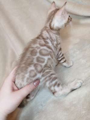 Snow Bengal cat фото 3