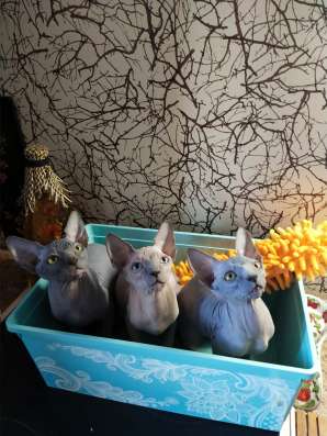 Канадский сфинкс, котята в Санкт-Петербурге фото 10