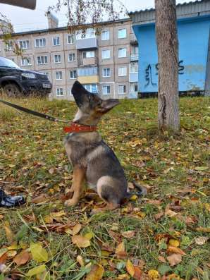 Собака в любящую семью