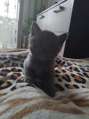 Продам шотландского котёнка в Ефремове