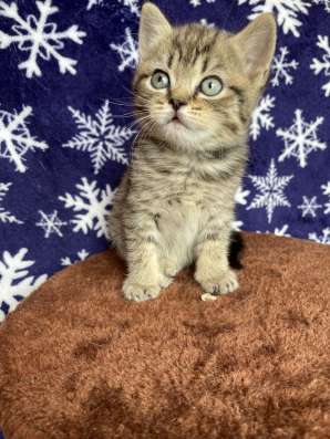 Шотландские котята фото 4