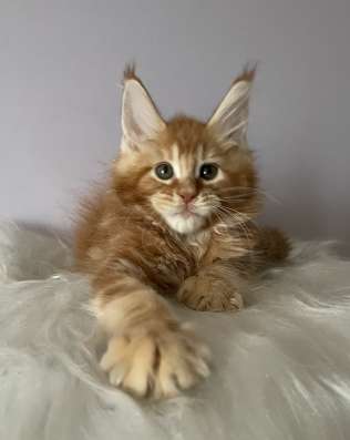 Котята мейн кун из питомника