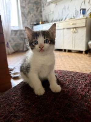 Котята. Мальчики в Кургане фото 4