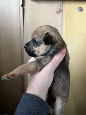 Отдам щенят в добрые руки в Новокузнецке