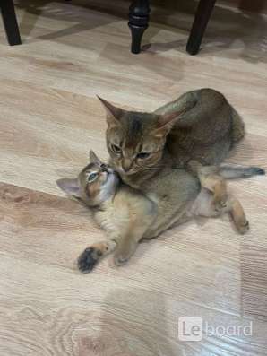 Абиссинские котята в Махачкале