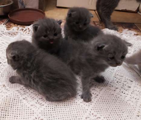 ШОТЛАНДСКИЕ КОТЯТА фото 3