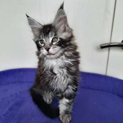 Котята Мейн Кун с родословной