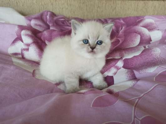 Шотландские котята