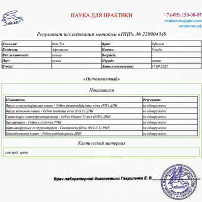 Сос! Кошечку выкинули на улицу в Москве фото 15
