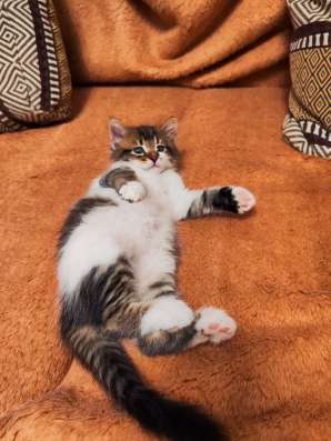 Милые, добрые, ласковые котята ищут дом