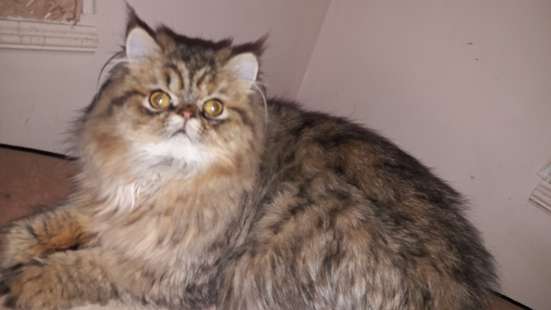 Экзотическая кошка