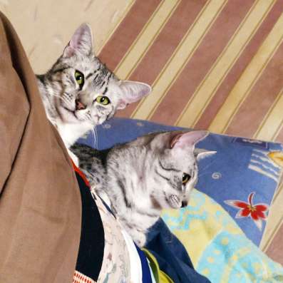 Котята Египетские Мау фото 6