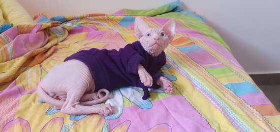 Котята канадского сфинкса фото 6