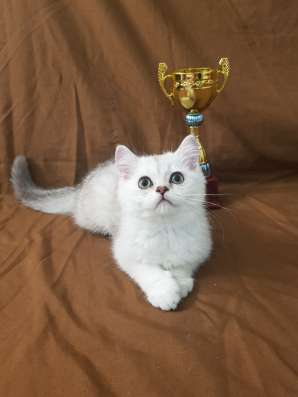 Шотландские котята фото 4