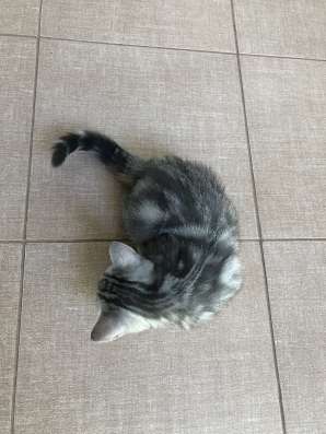 Продам котяток скотиш-фолд