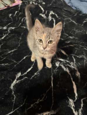 Отдам котенка
