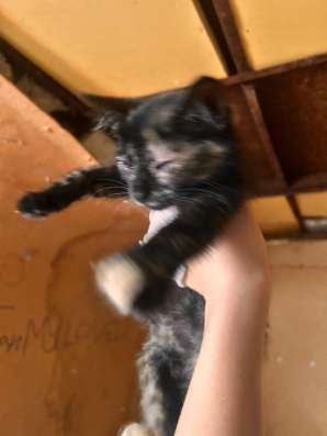 Отдаем котят в добрые руки в Яблоновском фото 4