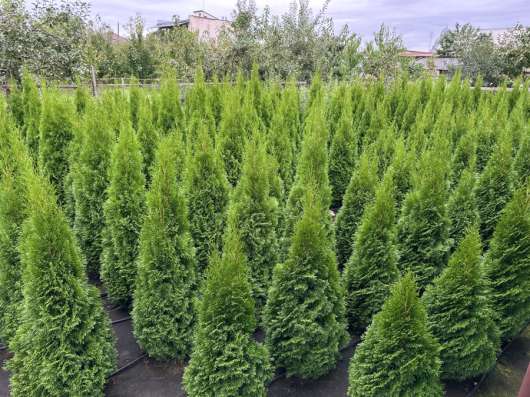 Продам очень красивые туи