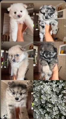 Щенки померанского шпица