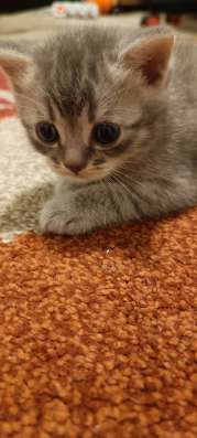 Шотландские котята фото 3
