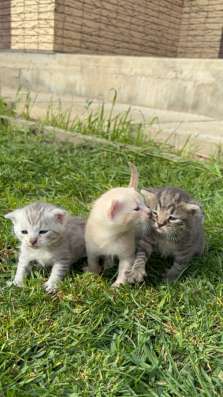 Отдам котят в добрые руки в Астрахани фото 5