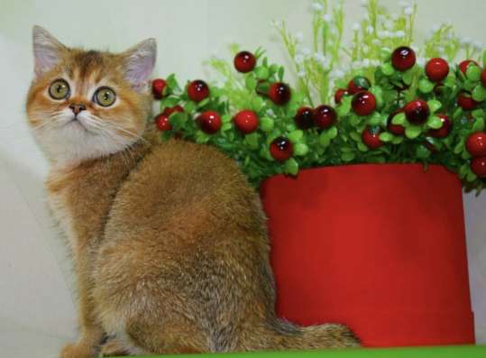 Шотландская кошечка фото 3