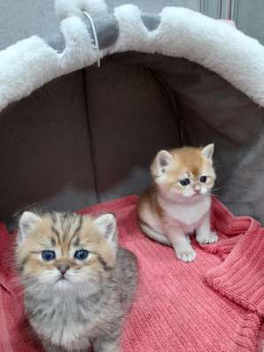 Британские котяиа
