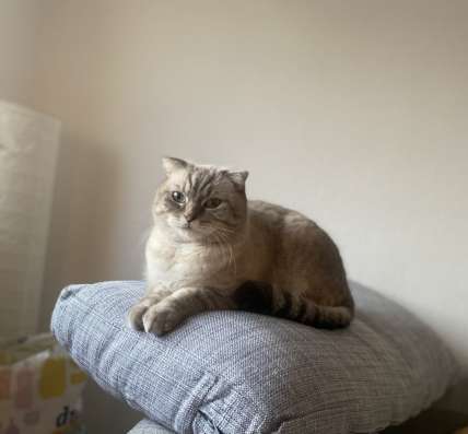 Продаю Британского кота фото 3