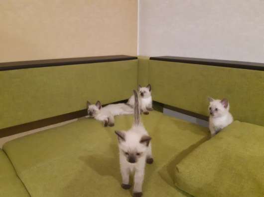 Сиамские котята в Сыктывкаре фото 10