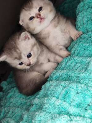 Шотландские котята в Керчи фото 4