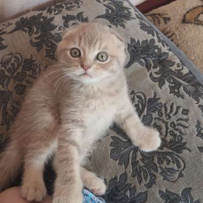 Британские котята фото 6