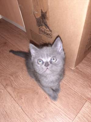 Шотланские котята