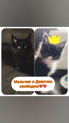 Котята породы мейн-кун в Москве фото 12