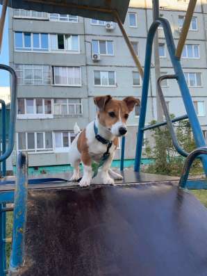 Щенок Джек Рассел Терьера