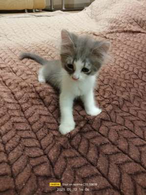 Котята в хорошие руки