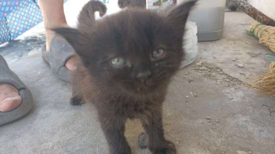 котята ищут дом в Геленджике фото 5