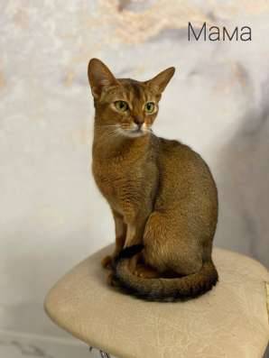Абиссинские котята в Можайске фото 3