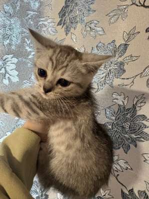 Котята в Якутске фото 4
