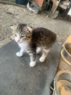 Продам котят