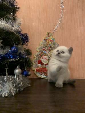 Клубные котята фото 10