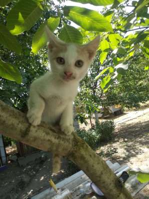 Отдам котят в хорошие руки фото 5