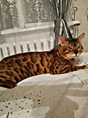 Продам бенгальских котят
