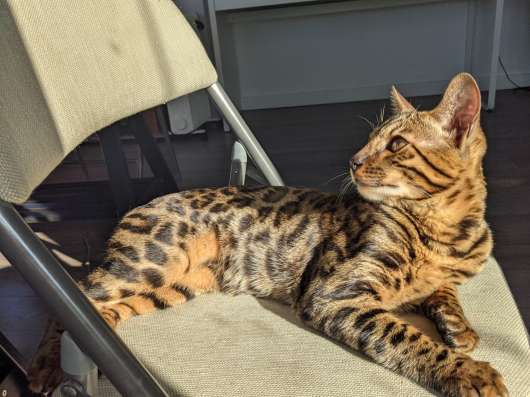 Бенгальский кот