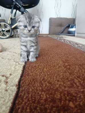 Шотландские котята фото 3