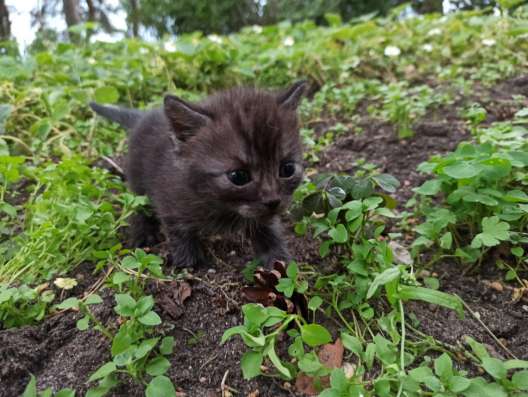 Котята ищут дом и любящих хозяев фото 4