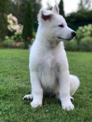 Puppies of a White Swiss Shepherd Dog фото 6