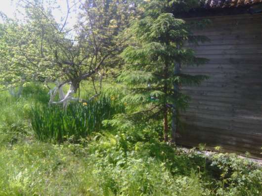 Меняю дачу в Рощино на квартиру-студию. Продам в Санкт-Петербурге фото 8