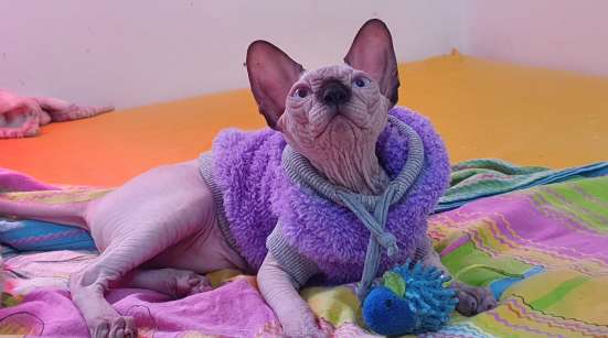 Котята канадского сфинкса фото 3