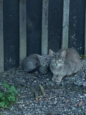 SOS котёнок и кошка в Москве